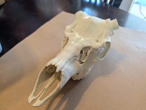 Whitetail Deer Skull Bullet Antler Mount - Small