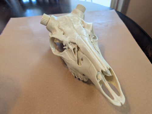 Mule Deer Antler Mount with Bullet Anchors