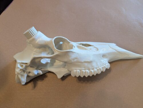 Half Whitetail Deer Skull with Bullet Anchors